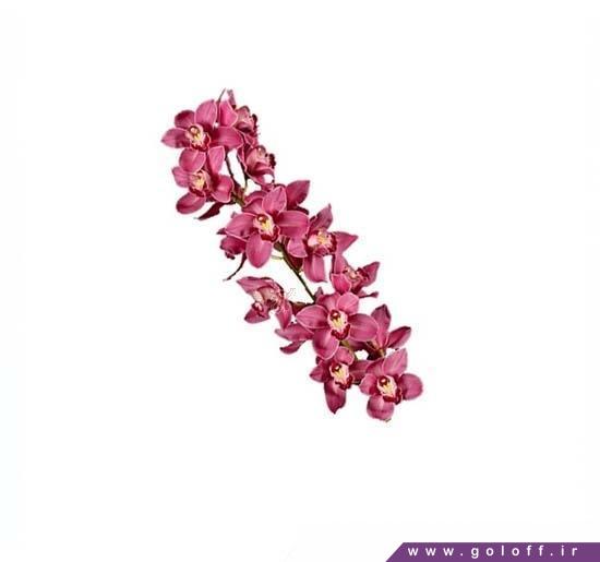 خرید آنلاین شاخه گل ارکیده سیمبیدیوم پرنسس - Cymbidium Orchid | گل آف